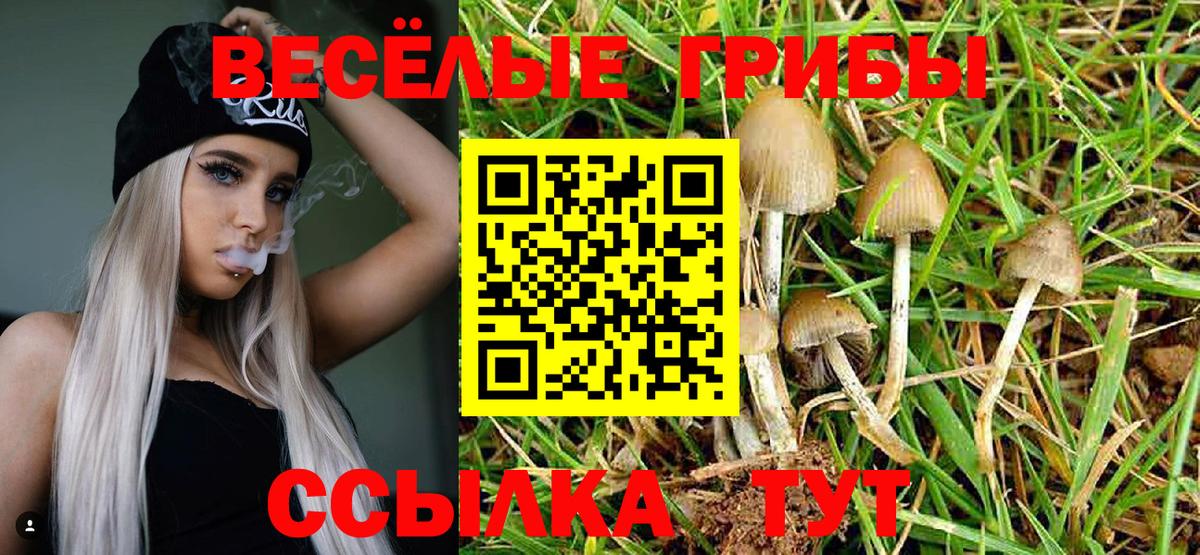 Псилоцибиновые грибы Psilocybe  Вход с VPN  Кимовск 